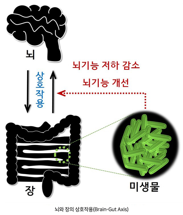 %eb%87%8c%ec%99%80-%ec%9e%a5%ec%9d%98-%ec%83%81%ed%98%b8%ec%9e%91%ec%9a%a9brain-gut-axis
